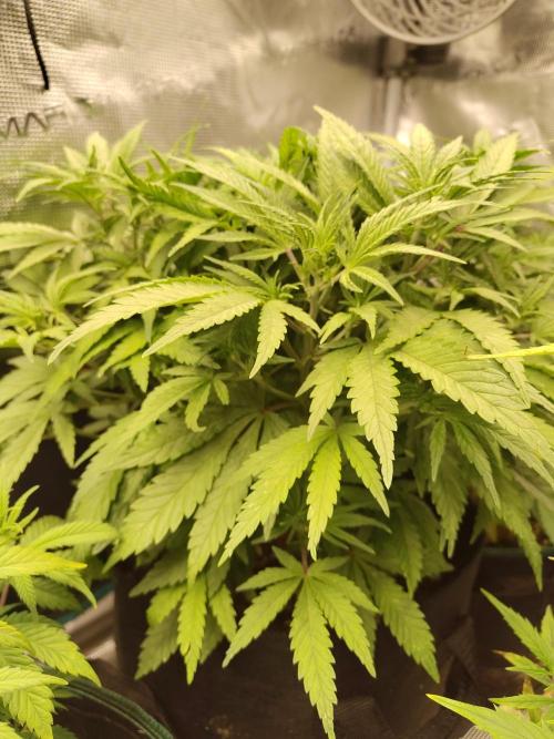 Fast Buds – Jack Herer. Week 6