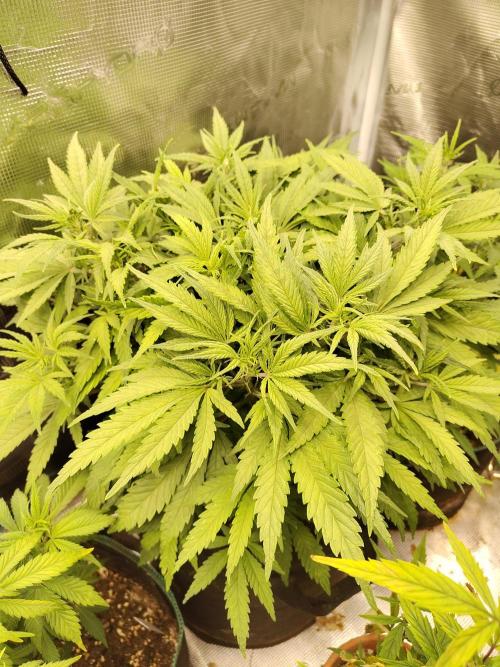 Fast Buds – Jack Herer. Week 6