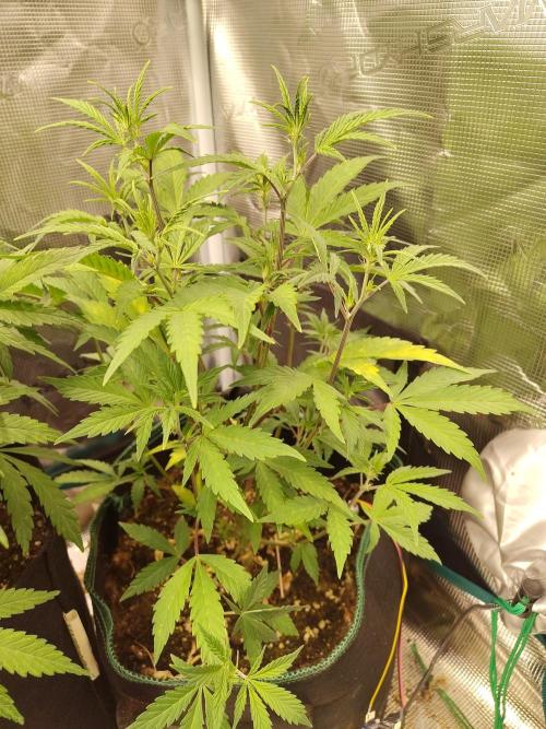 Sensi Seeds – Sticky Orange XXL Auto. Week 7