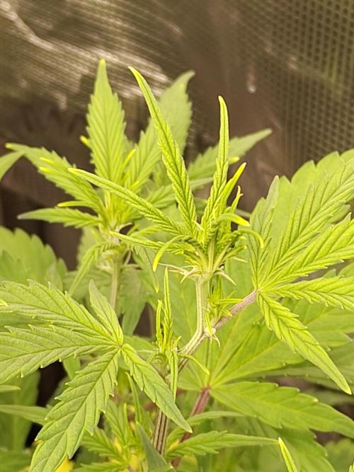 Sensi Seeds – Sticky Orange XXL Auto. Week 7