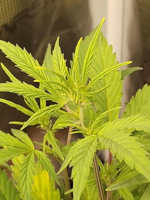 Sensi Seeds – Sticky Orange XXL Auto. Week 7