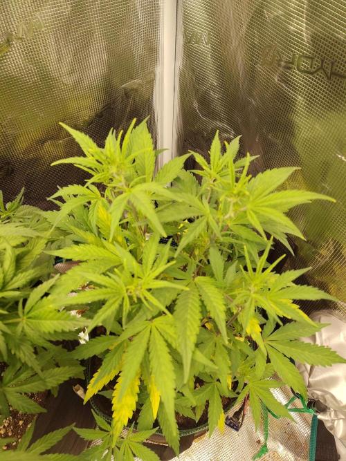 Sensi Seeds – Sticky Orange XXL Auto. Week 7