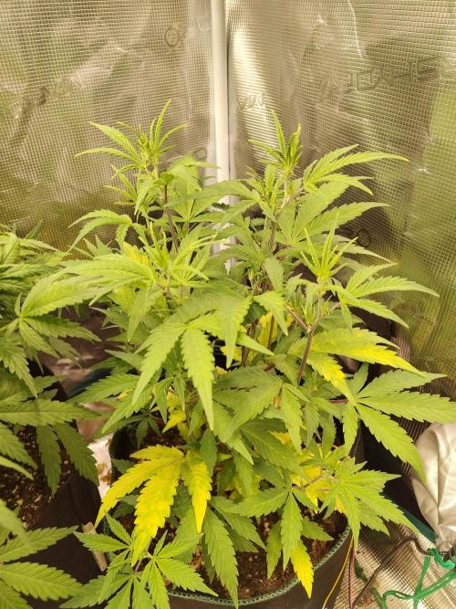 Sensi Seeds – Sticky Orange XXL Auto. Week 7