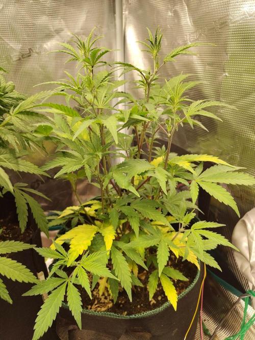 Sensi Seeds – Sticky Orange XXL Auto. Week 7