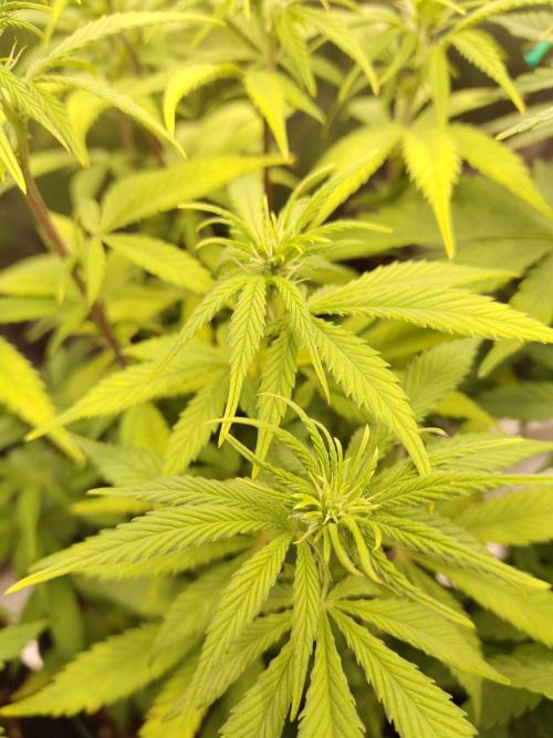 Fast Buds – LDS 25 Automatic. Week 8
