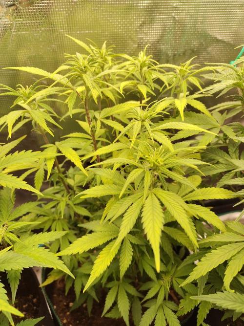 Fast Buds – LDS 25 Automatic. Week 8