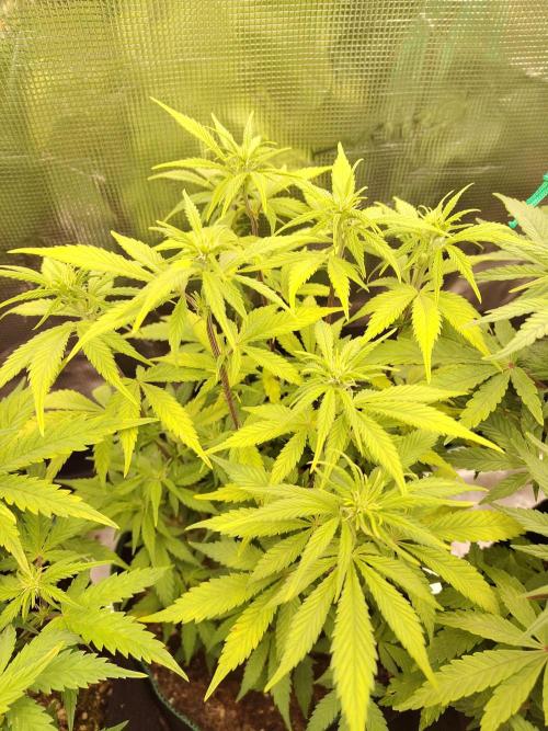 Fast Buds – LDS 25 Automatic. Week 8