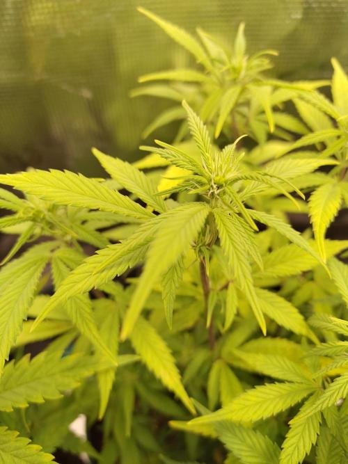 Fast Buds – LDS 25 Automatic. Week 8