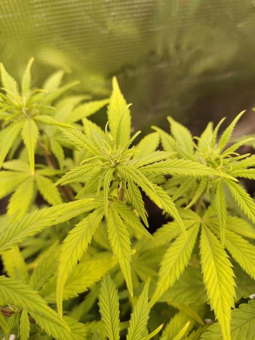 Fast Buds – LDS 25 Automatic. Week 8