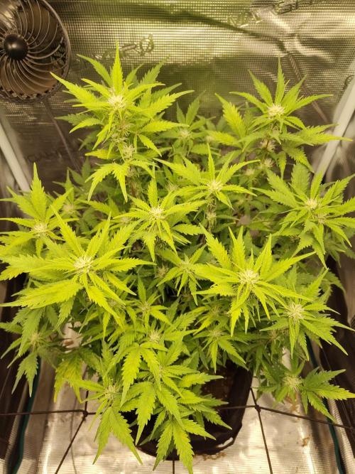 White Label White Diesel Hasze Automatic. Week 8