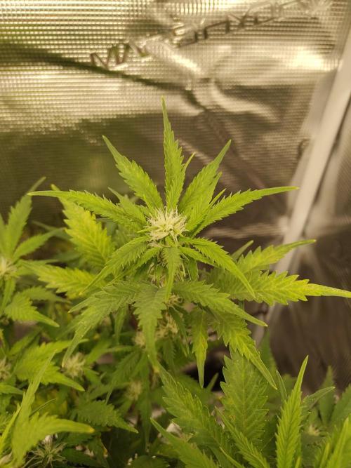 White Label White Diesel Hasze Automatic. Week 8