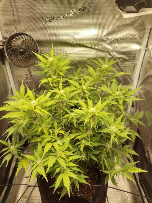 White Label White Diesel Hasze Automatic. Week 8