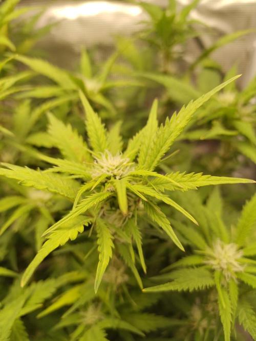 White Label White Diesel Hasze Automatic. Week 8