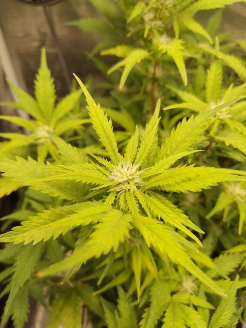 White Label White Diesel Hasze Automatic. Week 8