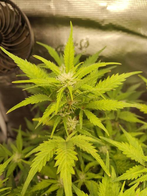 White Label White Diesel Hasze Automatic. Week 8
