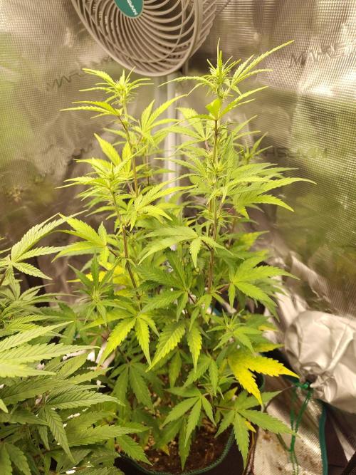 Sensi Seeds – Sticky Orange XXL Auto. Week 8