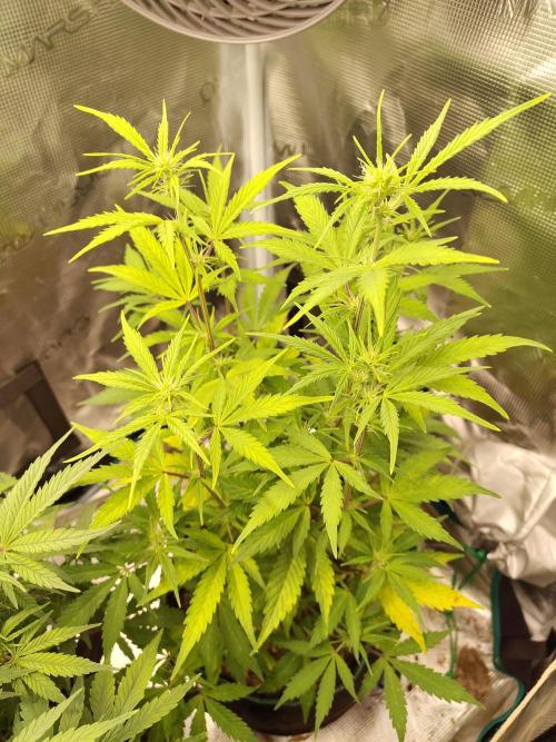 Sensi Seeds – Sticky Orange XXL Auto. Week 8
