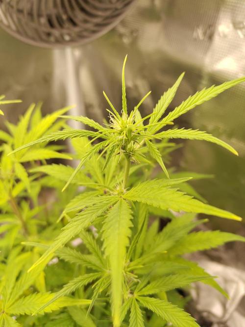 Sensi Seeds – Sticky Orange XXL Auto. Week 8