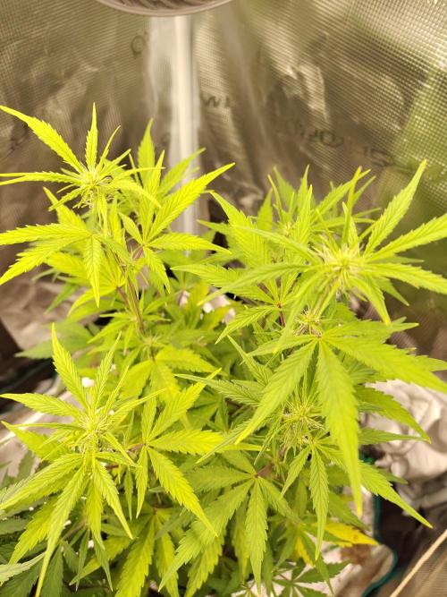 Sensi Seeds – Sticky Orange XXL Auto. Week 8