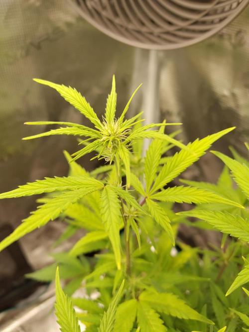Sensi Seeds – Sticky Orange XXL Auto. Week 8