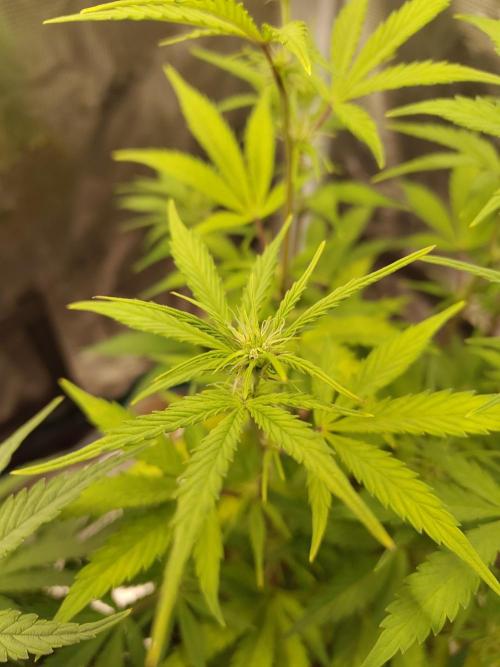 Sensi Seeds – Sticky Orange XXL Auto. Week 8