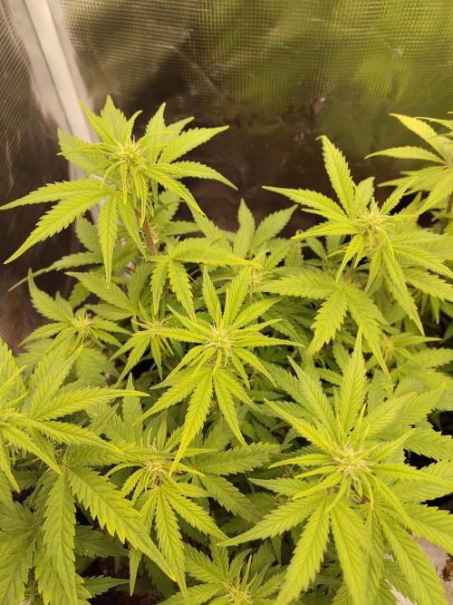 Fast Buds – Mexican Airlines. Week 7