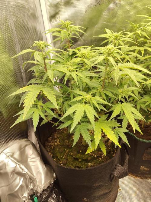 Fast Buds – Mexican Airlines. Week 7
