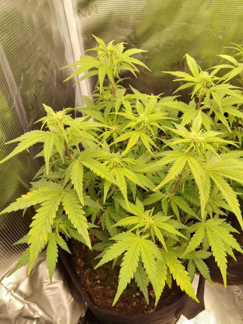 Fast Buds – Mexican Airlines. Week 7