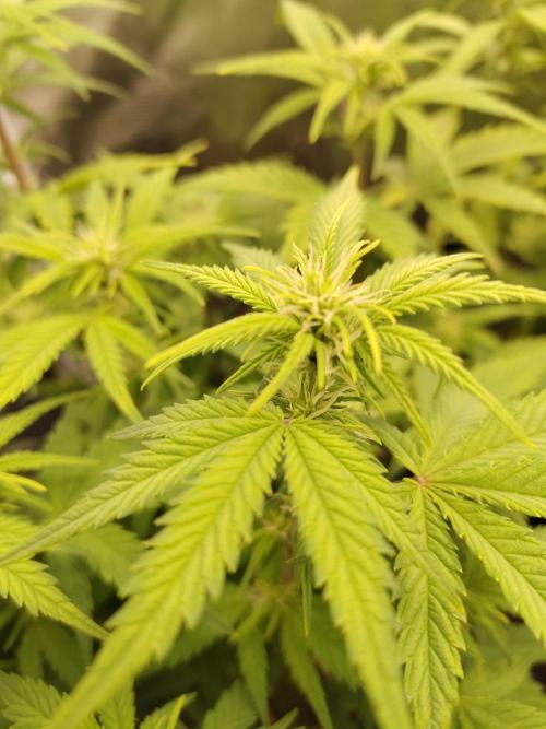 Fast Buds – Mexican Airlines. Week 7