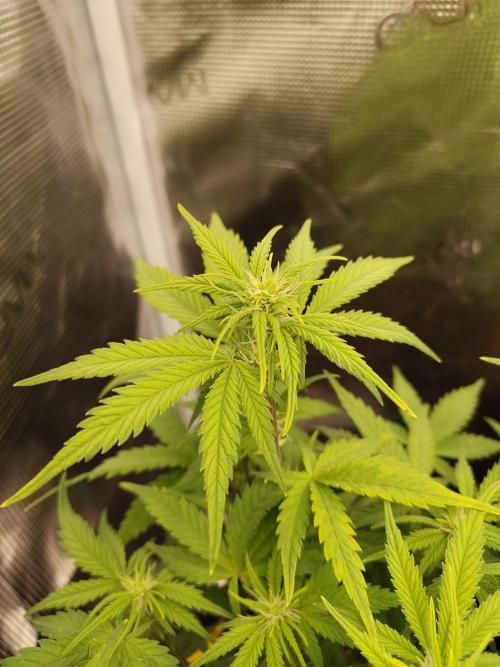 Fast Buds – Mexican Airlines. Week 7