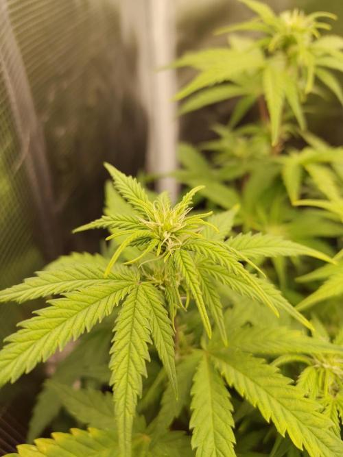 Fast Buds – Mexican Airlines. Week 7