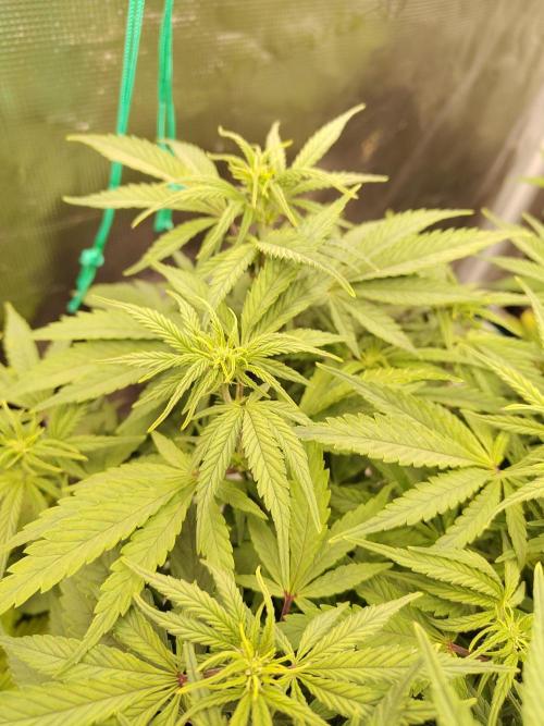 Fast Buds – Jack Herer. Week 7
