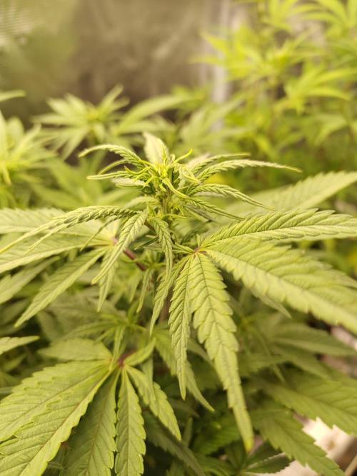 Fast Buds – Jack Herer. Week 7
