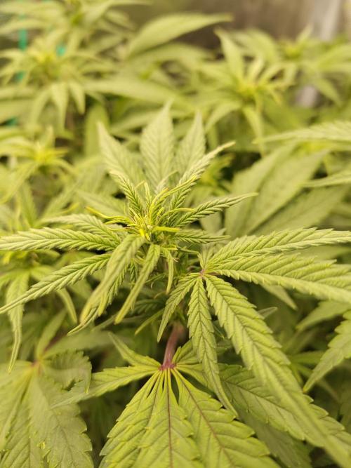 Fast Buds – Jack Herer. Week 7