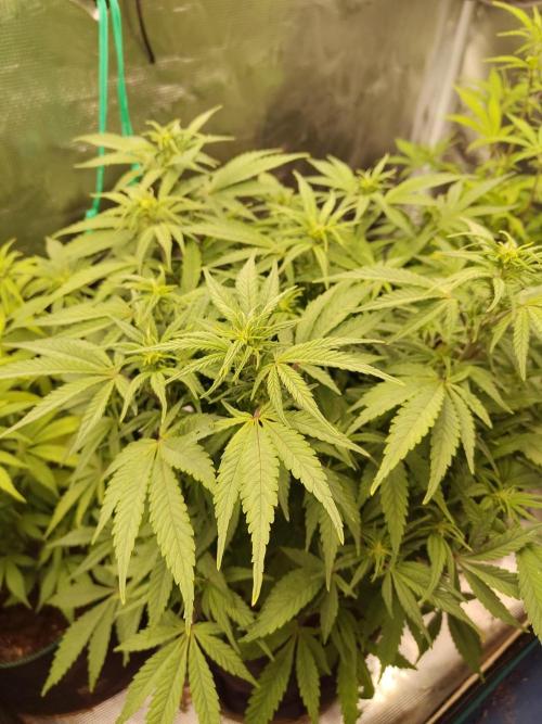 Fast Buds – Jack Herer. Week 7