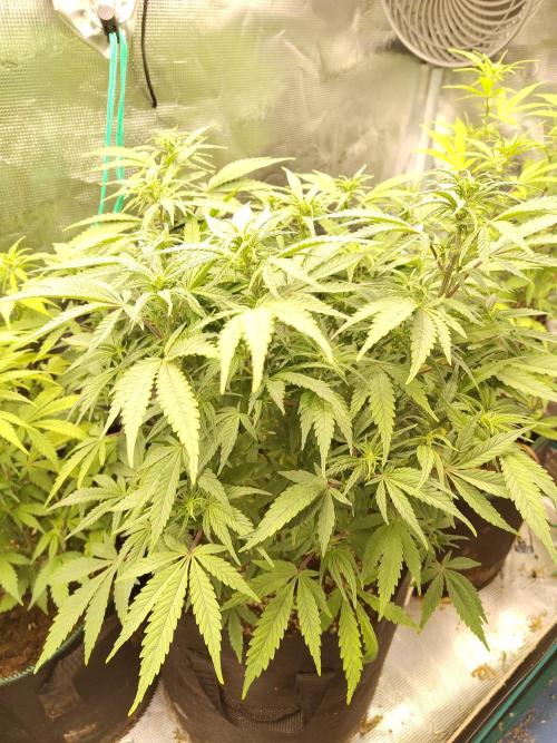Fast Buds – Jack Herer. Week 7