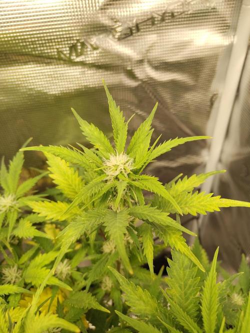 White Label White Diesel Hasze Automatic. Week 9
