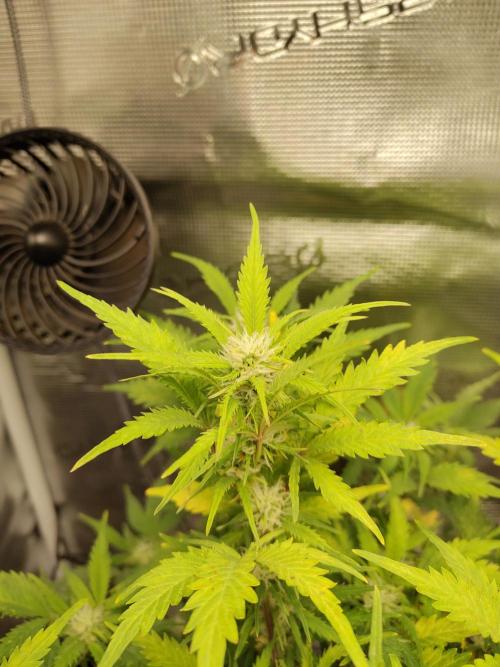 White Label White Diesel Hasze Automatic. Week 9