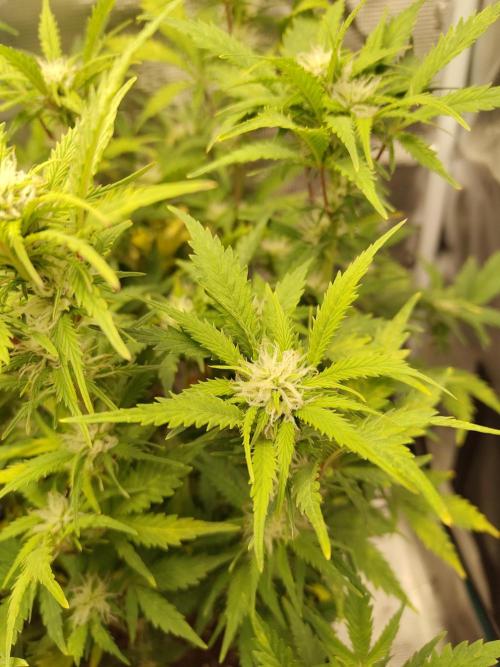 White Label White Diesel Hasze Automatic. Week 9