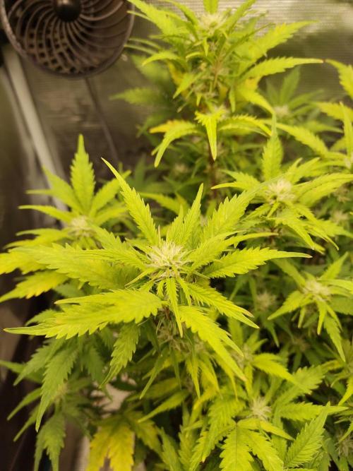 White Label White Diesel Hasze Automatic. Week 9