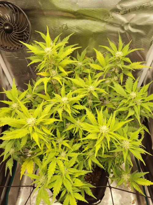 White Label White Diesel Hasze Automatic. Week 9