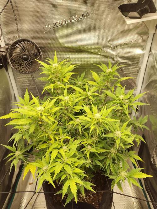White Label White Diesel Hasze Automatic. Week 9