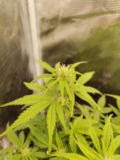 Fast Buds – Mexican Airlines. Week 8