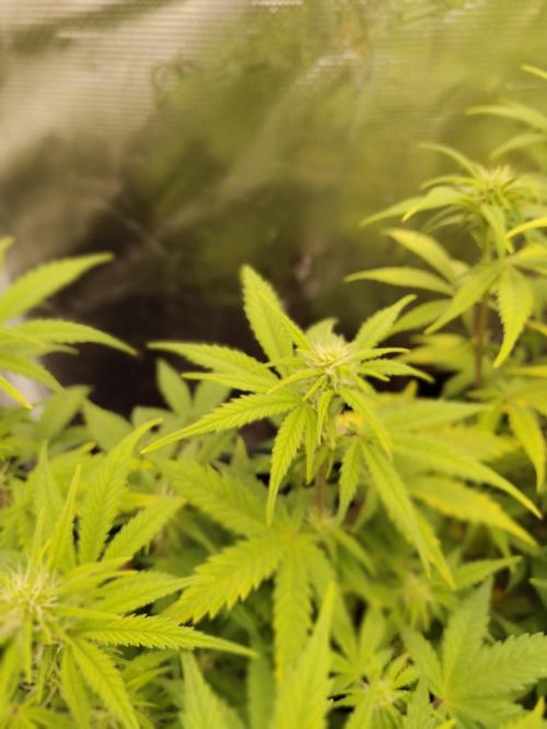 Fast Buds – Mexican Airlines. Week 8