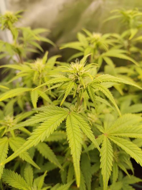 Fast Buds – Mexican Airlines. Week 8