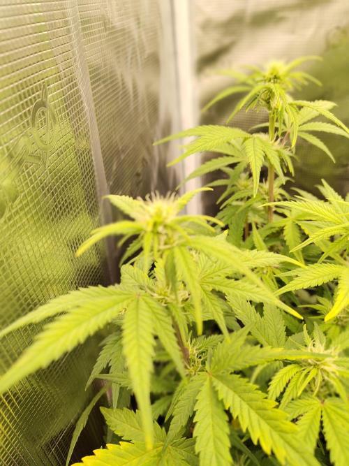 Fast Buds – Mexican Airlines. Week 8