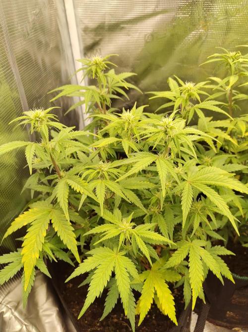 Fast Buds – Mexican Airlines. Week 8