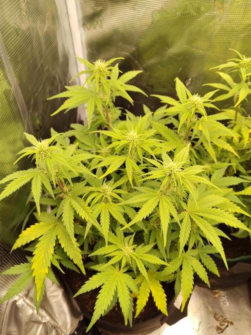 Fast Buds – Mexican Airlines. Week 8