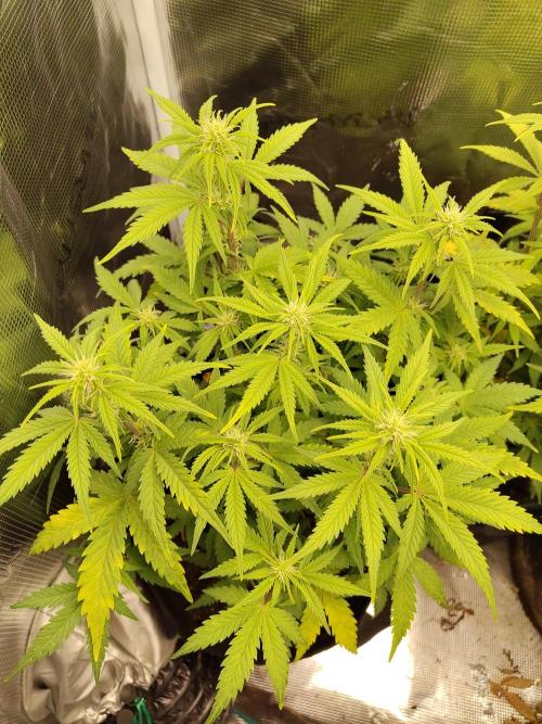 Fast Buds – Mexican Airlines. Week 8