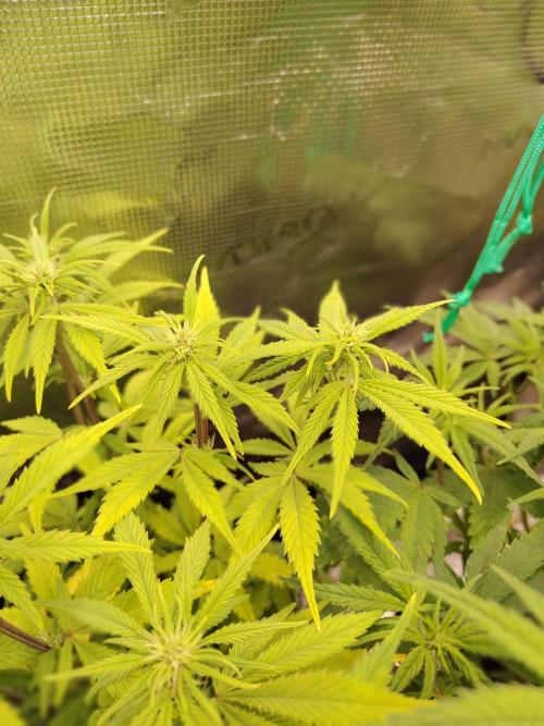 Fast Buds – LDS 25 Automatic. Week 9